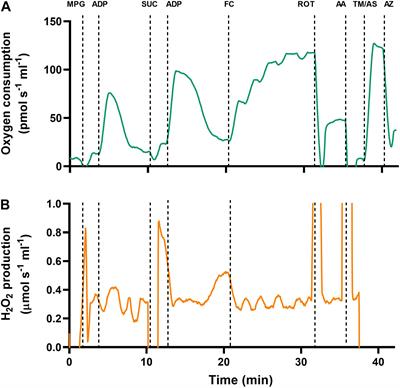 The Long-Term Effects of Developmental Hypoxia on Cardiac Mitochondrial Function in Snapping Turtles